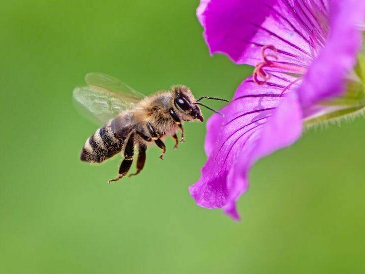 Bee landing on a purple flower