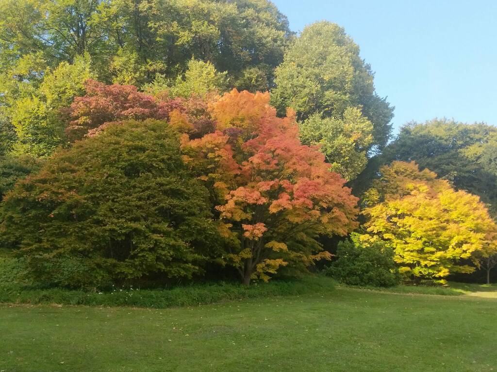 A picture of autumnal trees