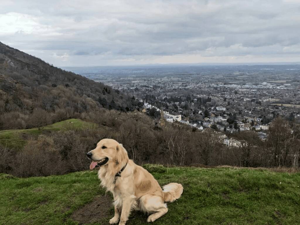 A golden retriever on top of Malvern Hills