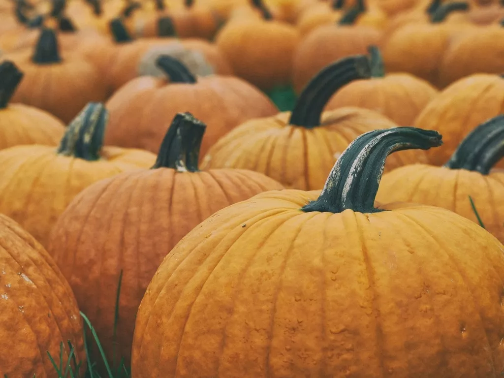 Picture of Halloween pumpkin patch