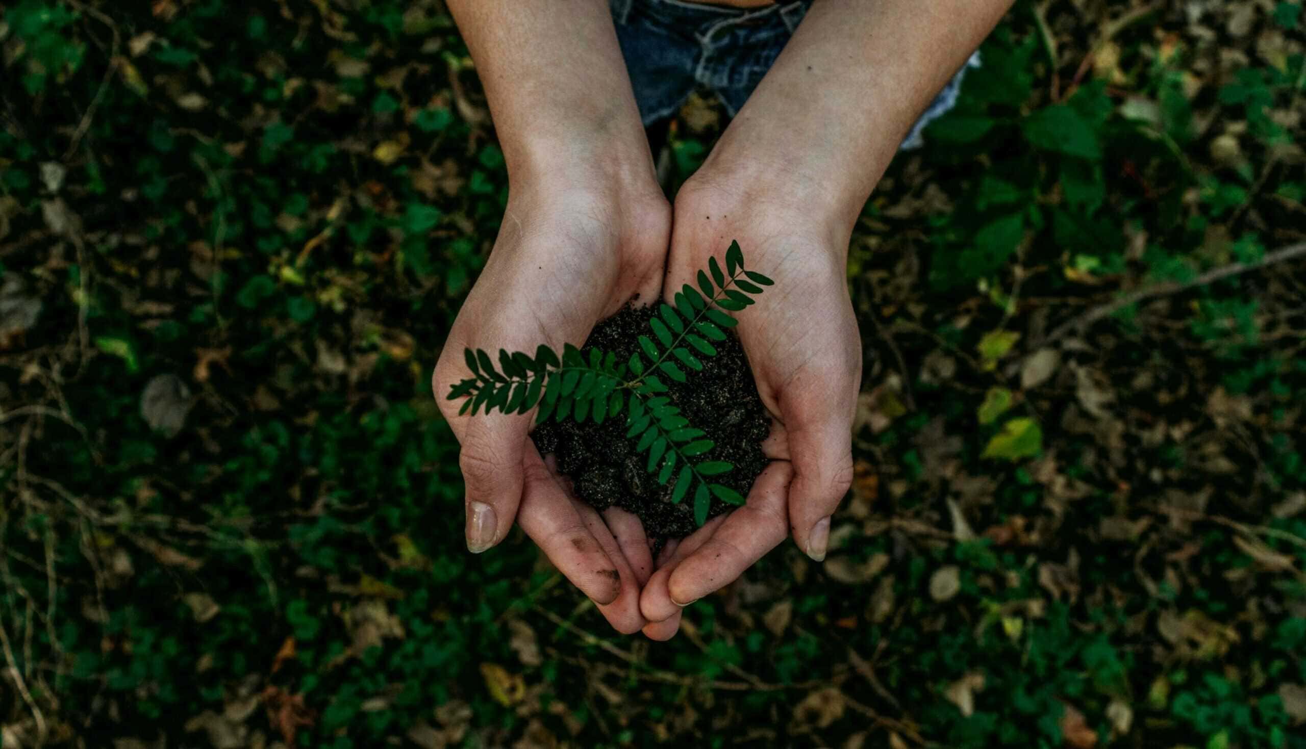 sustainability, picture of hands holding a small plant in the forest