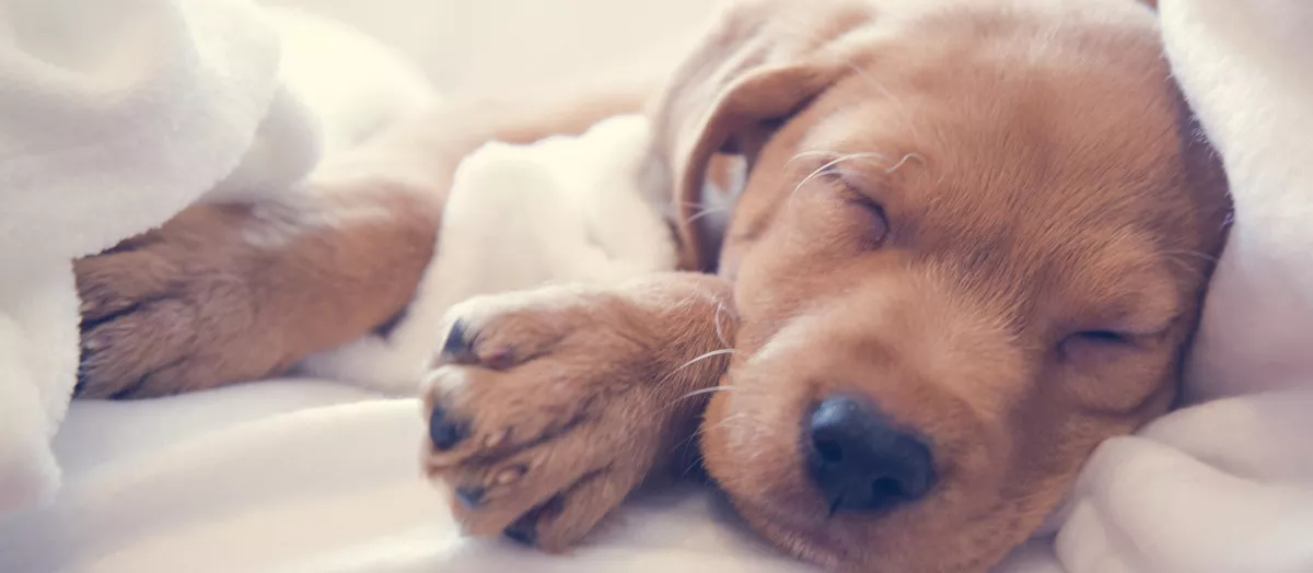 dog friendly hotel gloucester
