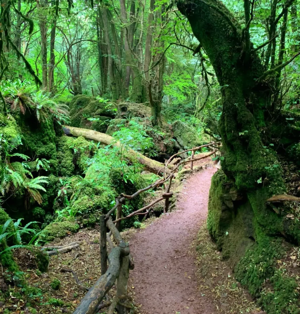 Forest of Dean