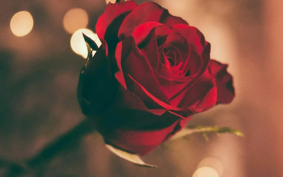 jamie street C6CVXJMXwqs unsplash valentines meal gloucester